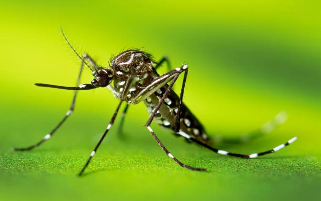 First dengue death confirmed amid Cook Islands outbreak rise