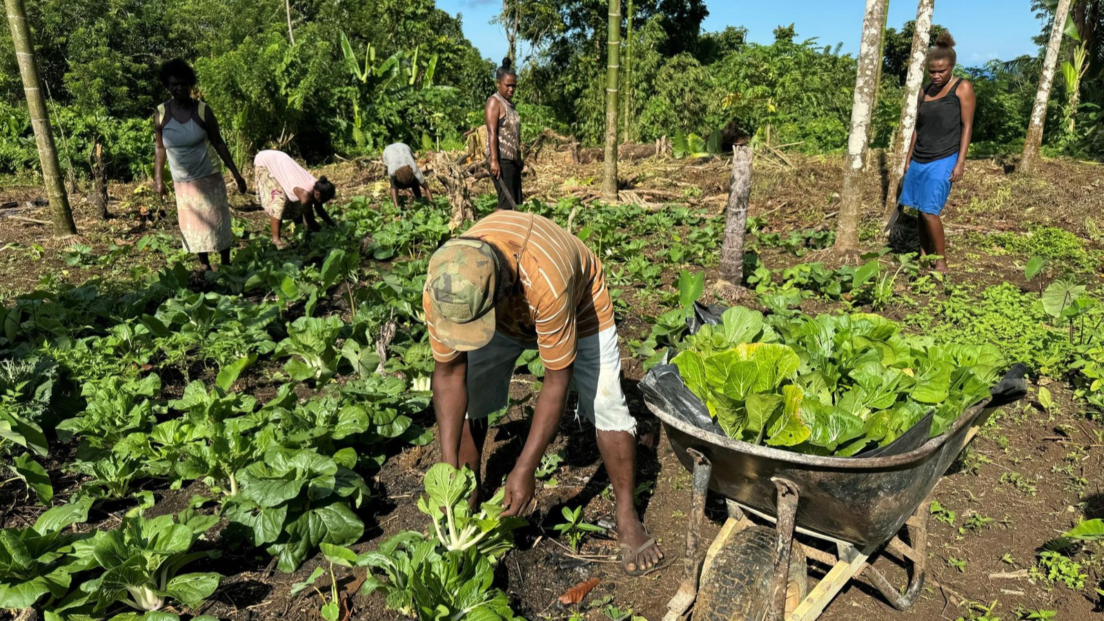 Photo : PMN L'accès à la nourriture critique dans le Pacifique selon World Vision