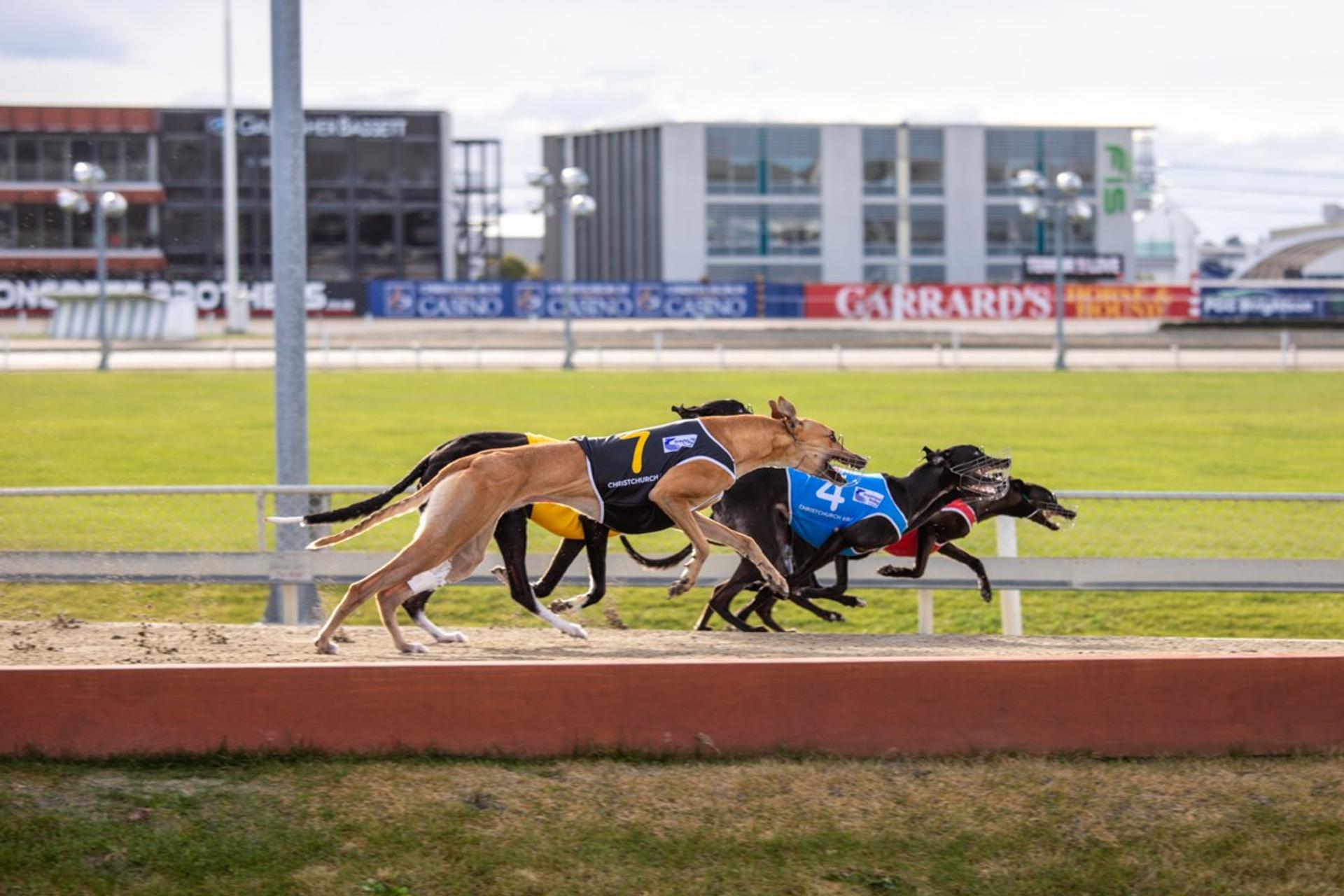 Greyhound racing ban paves way for Sports Bowl revamp, Polyfest bond ...