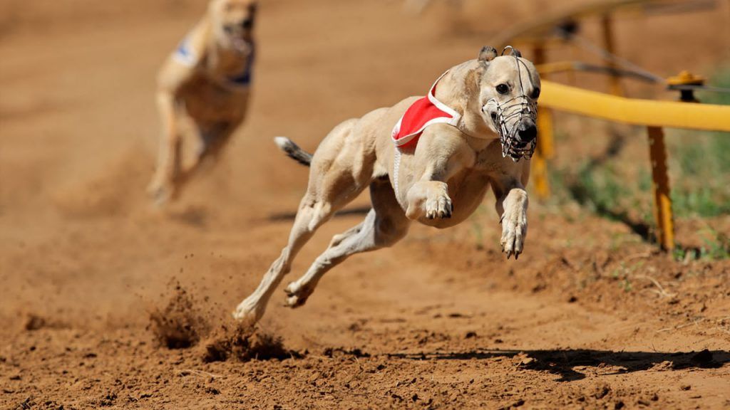 Activists rally for closure of Manukau Greyhound Racing