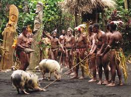 Ancient DNA shows how Pasifika carried pigs across the ocean