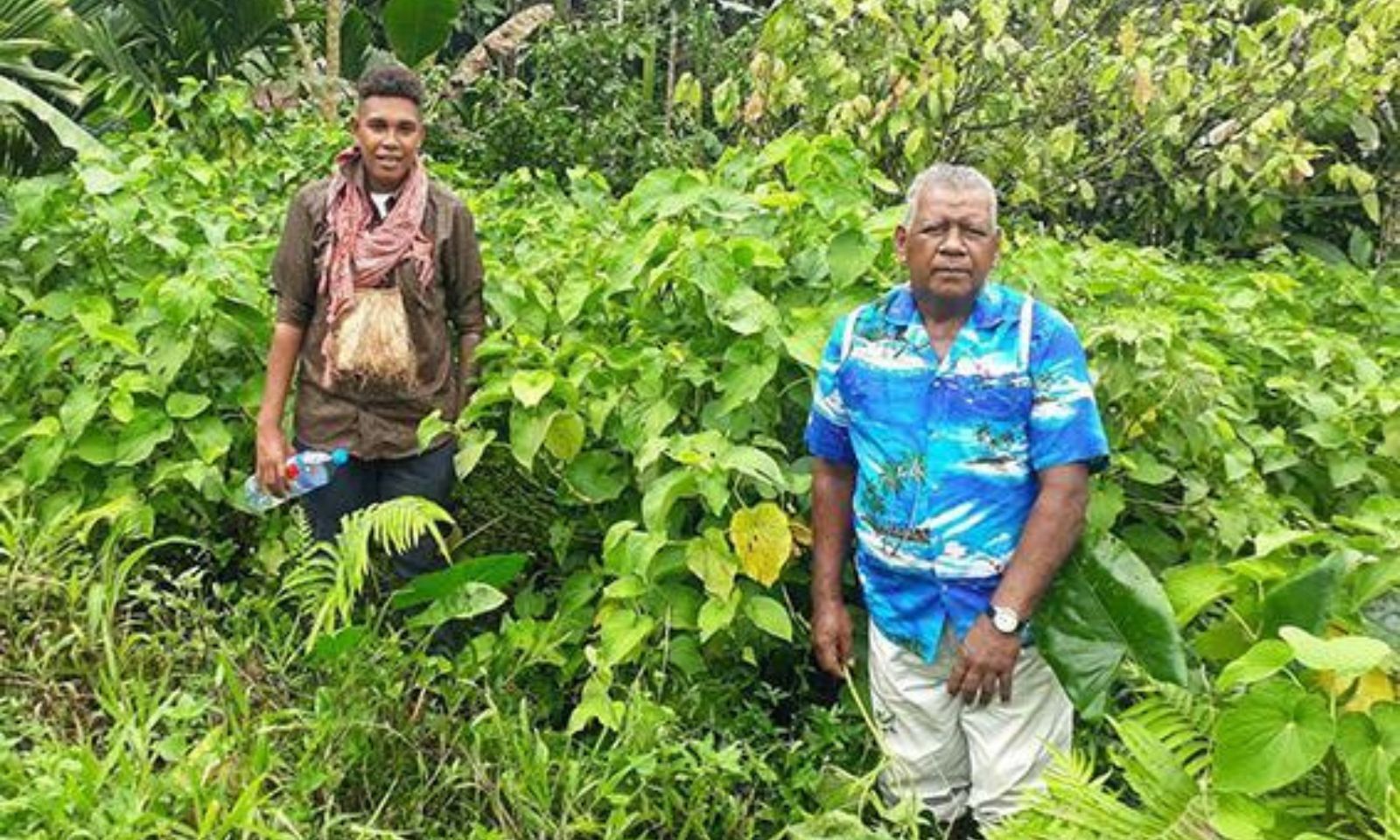 Solomon Islands makes historic kava export to Fiji as region watches illicit trade in Australia