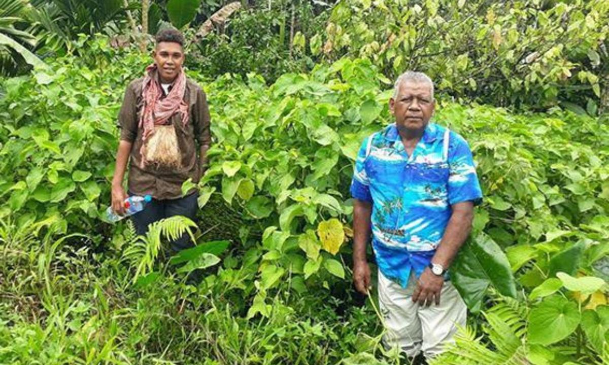 Solomon Islands makes historic kava export to Fiji as region watches ...