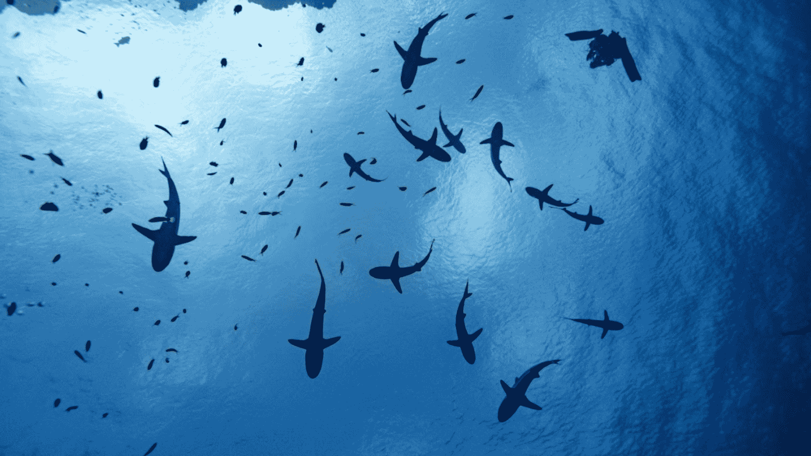 Scientists set to return deep sea expedition discoveries to Marshall Islands community