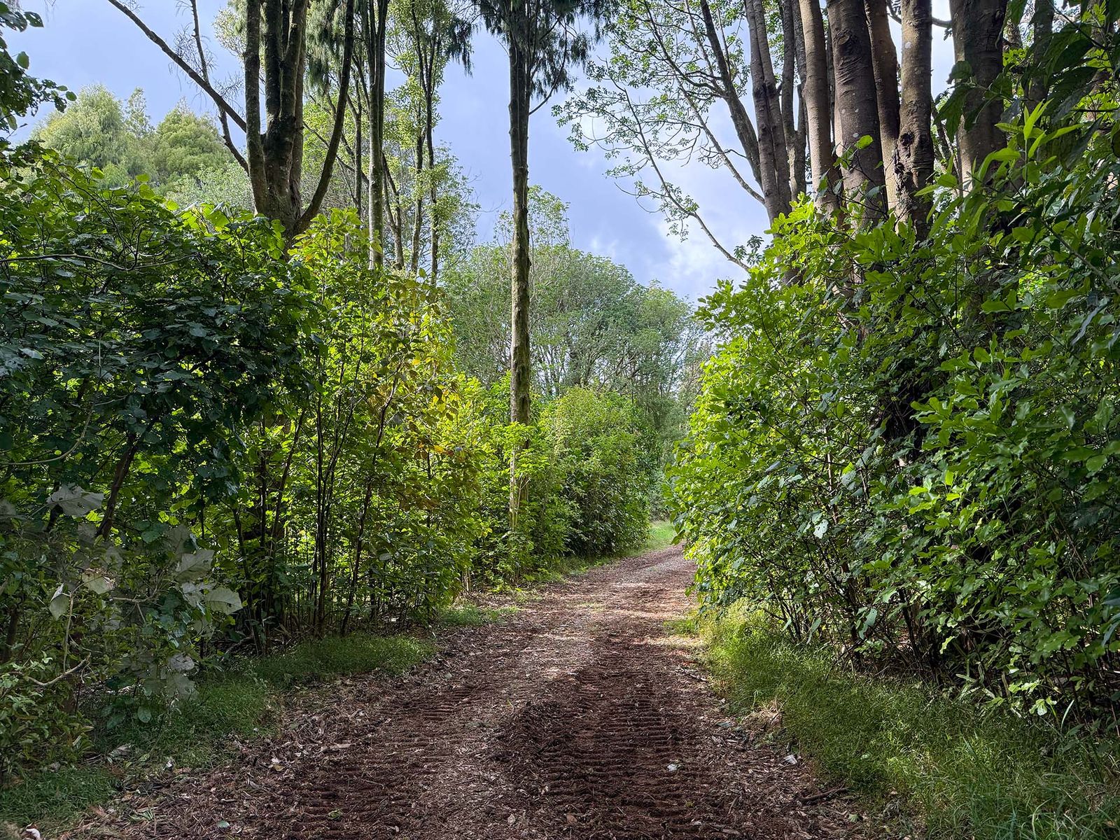 The pathway through the forest