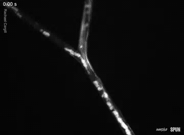 Macro imagery of mycelial network movement. Black background with glowing white movement.