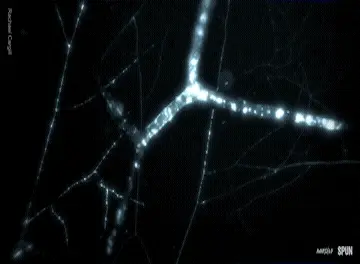 Macro imagery of mycelial network movement