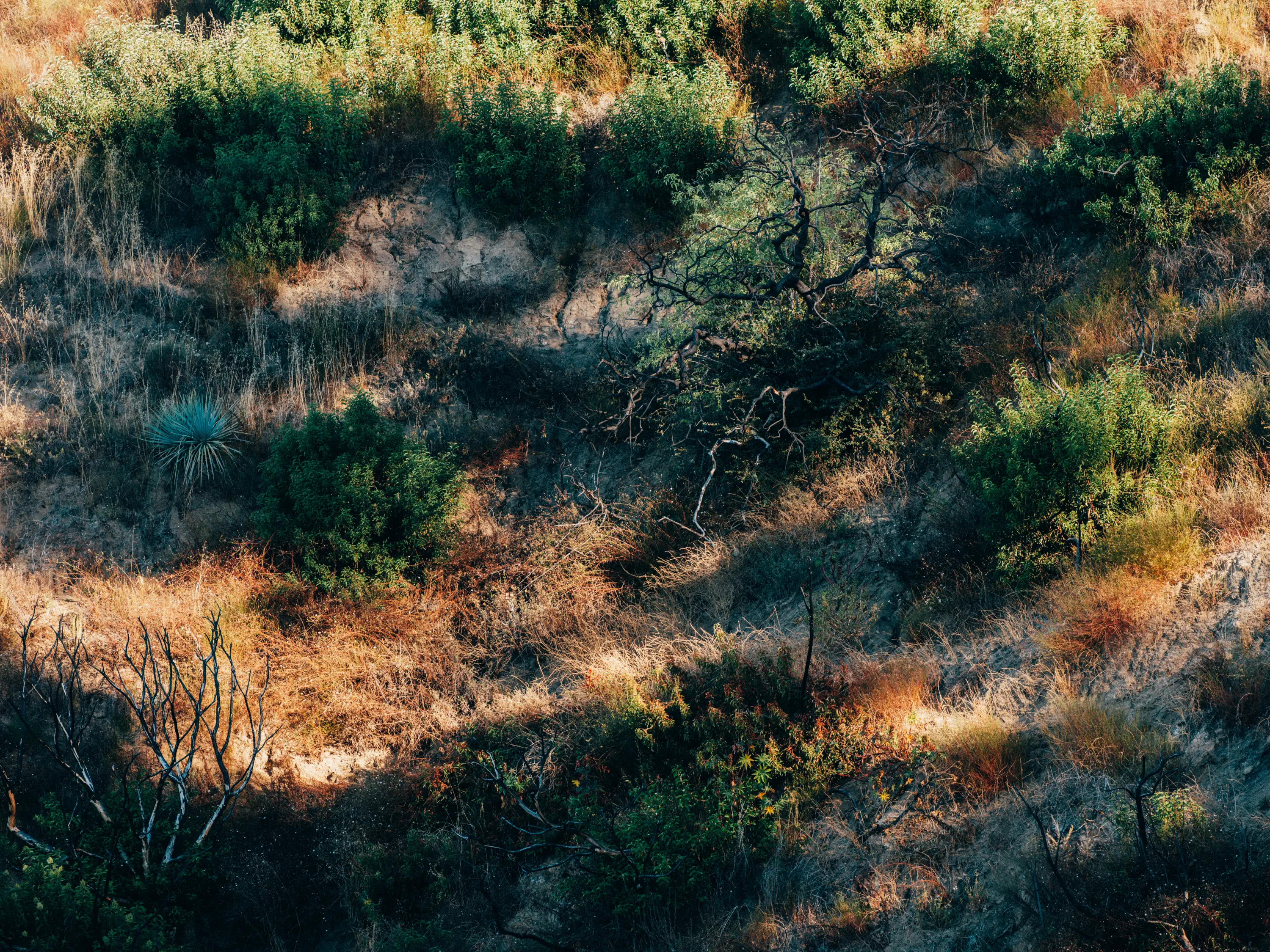 Remnants of a burn scar in Altadena, CA