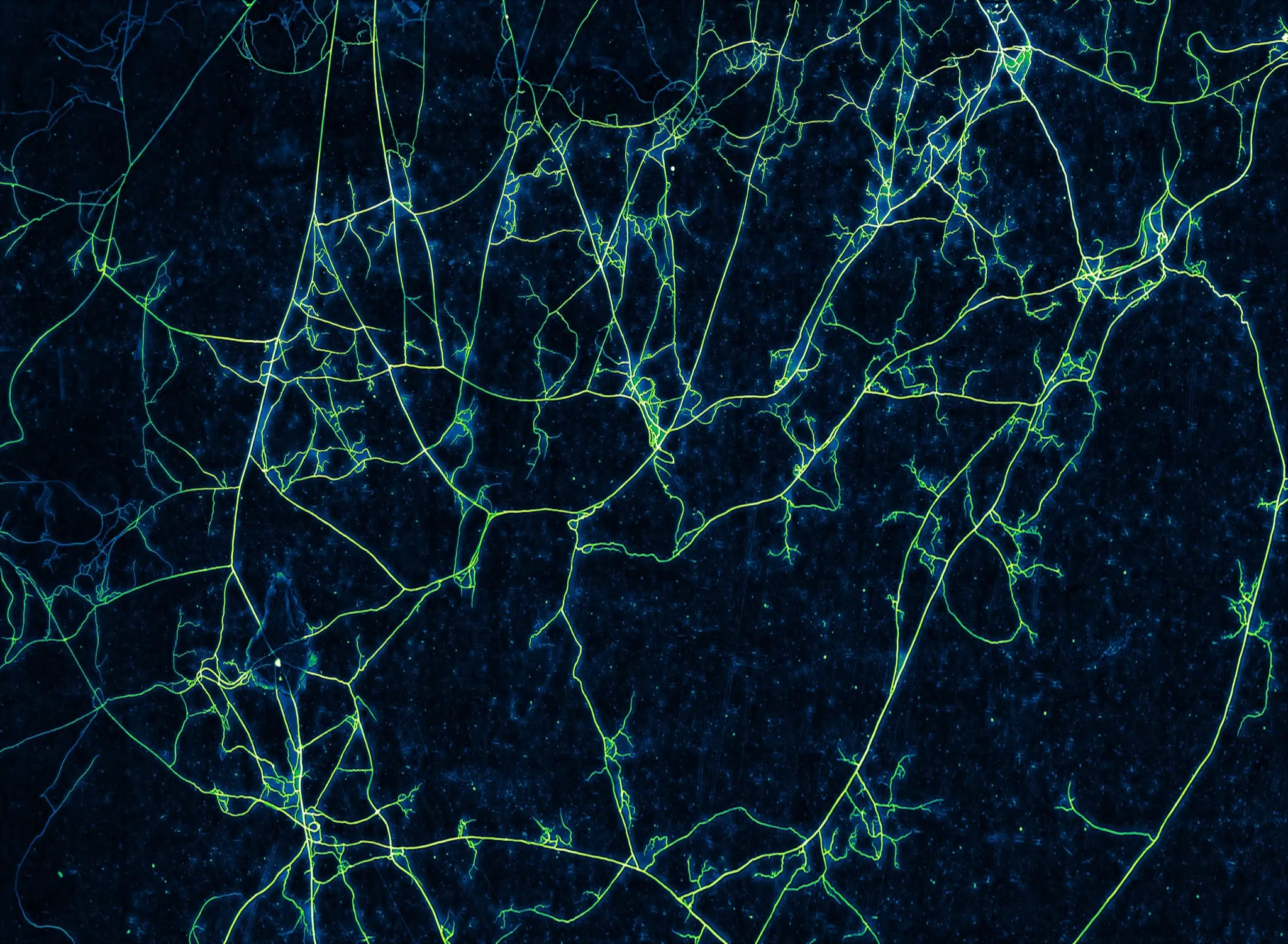 Green and blue glowing imagery of a mycelial network