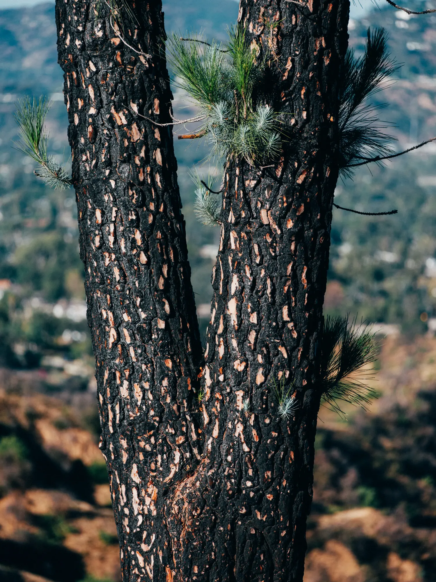 Two, thick charred tree trunks