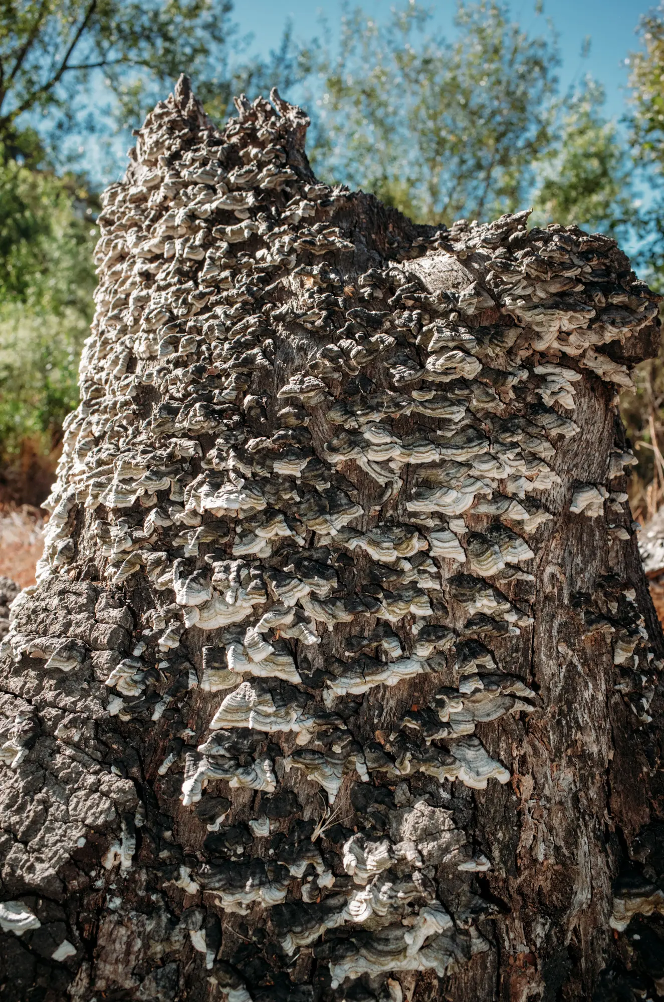 Tree stump with white mushroom growth spread across it