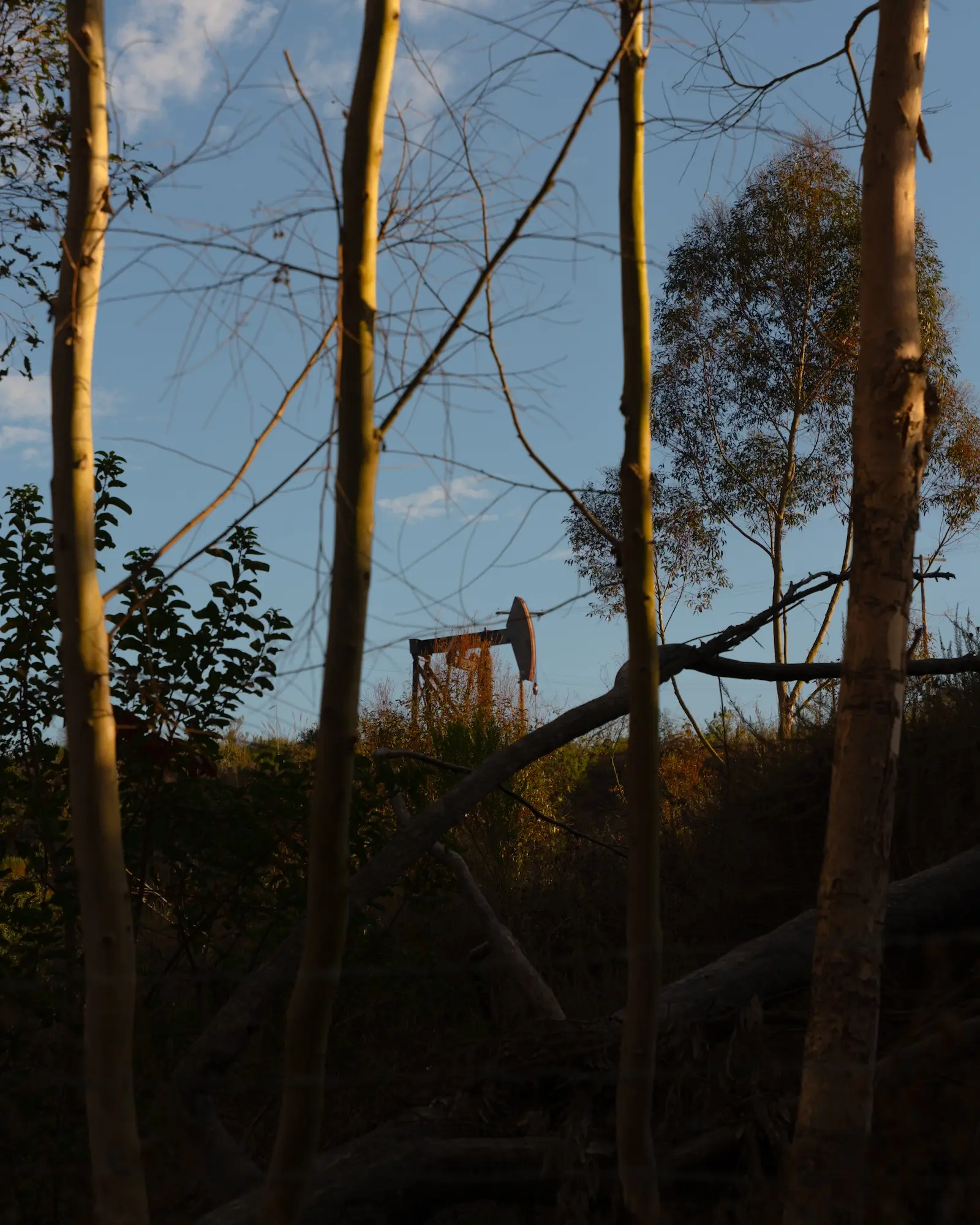An oil rig is seen through trees in South L.A.