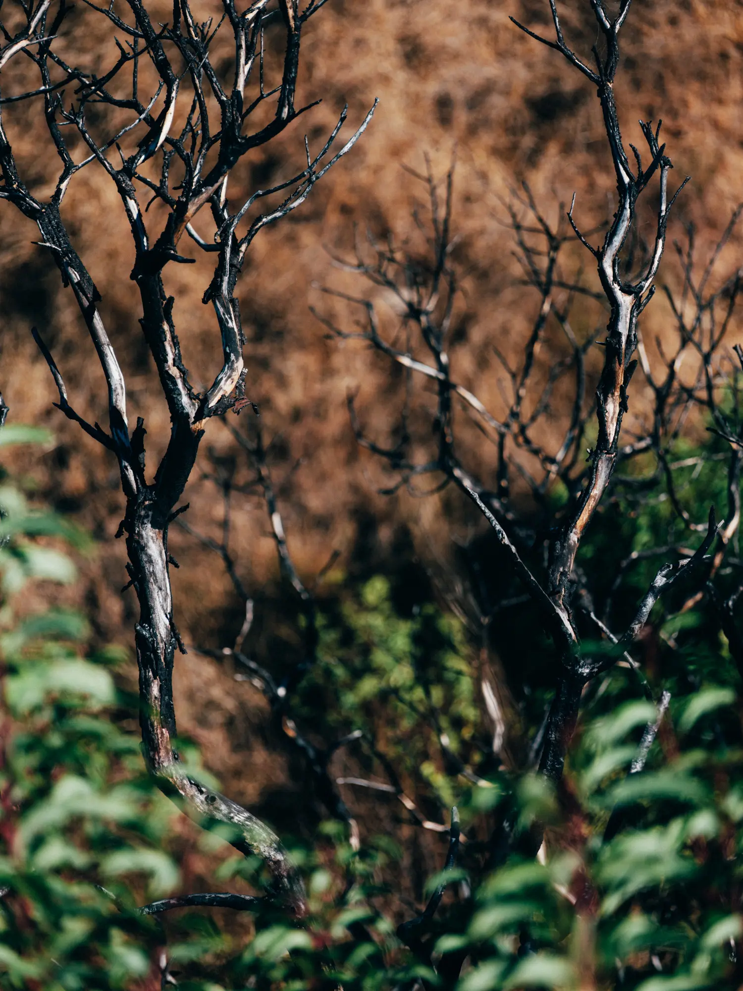 Charred tree branches still standing in Altadena
