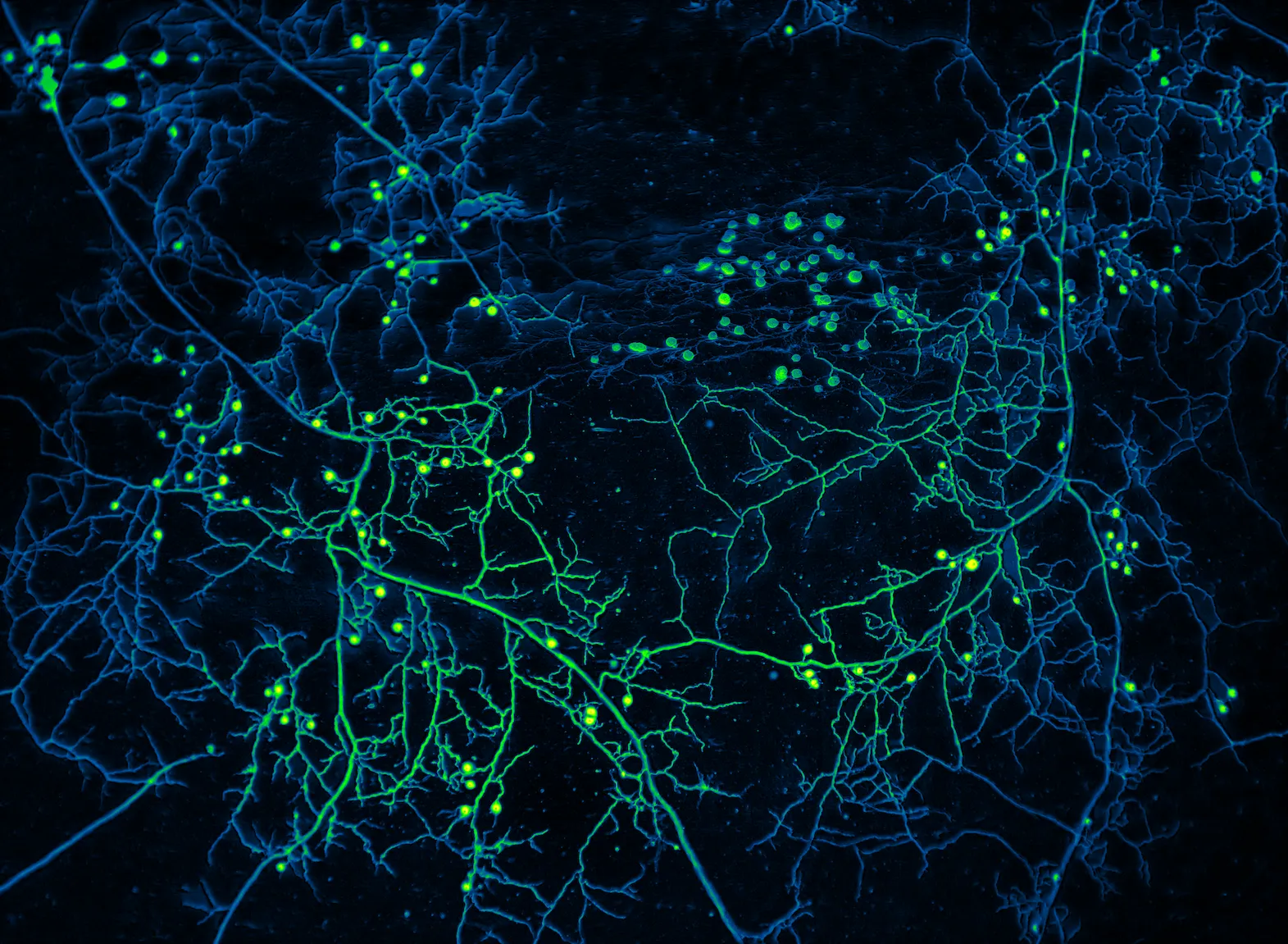Glowing imagery on a black background of a mycelial network
