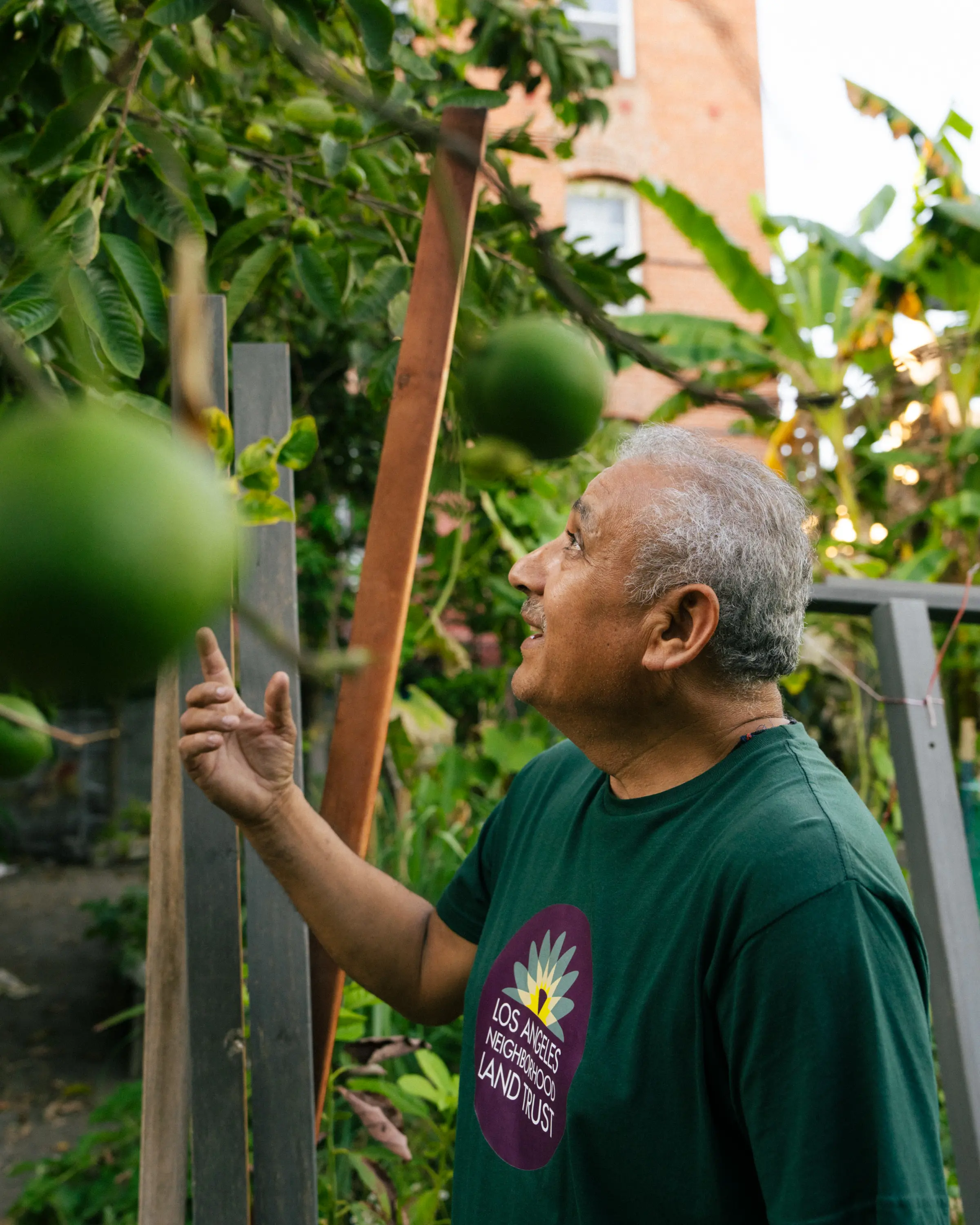 A man stands looking at plants in a community garden