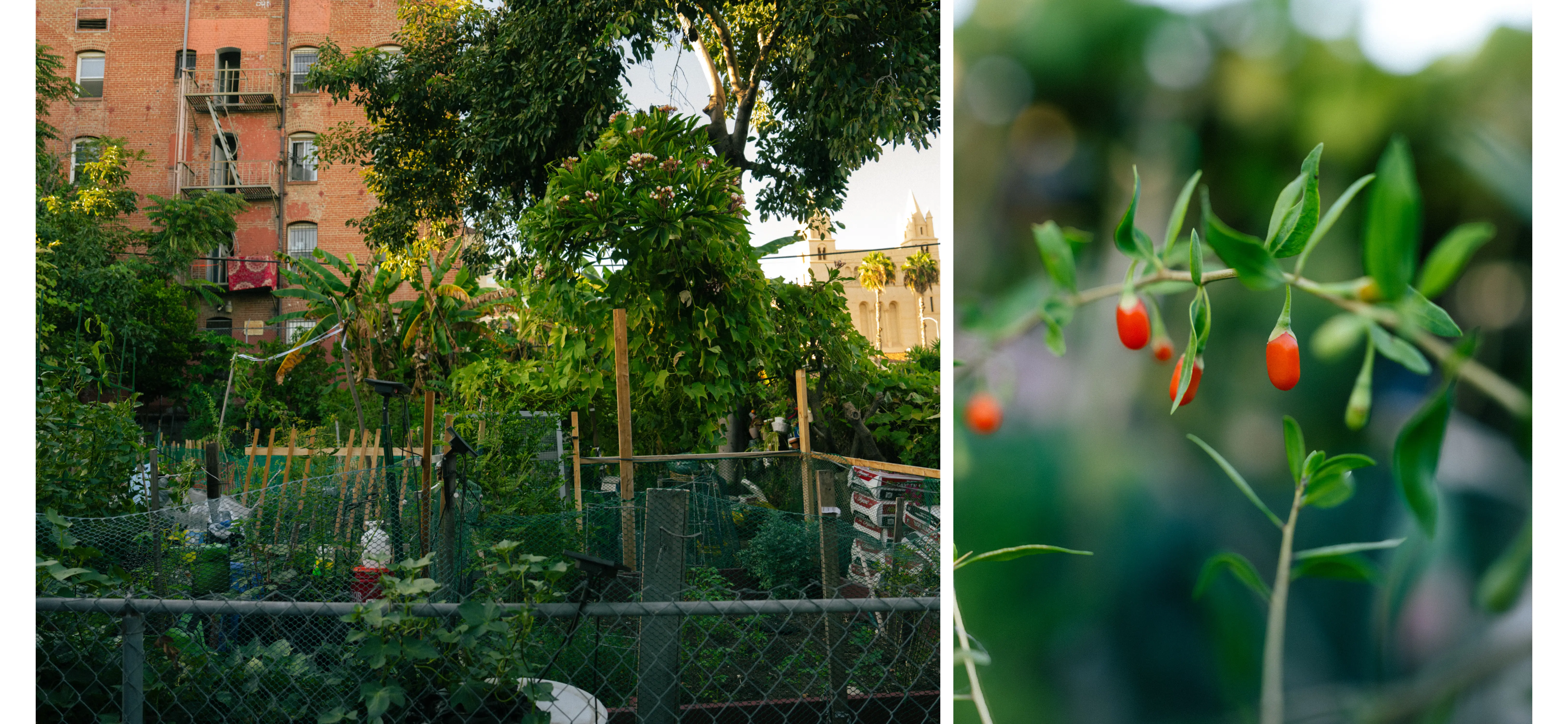 Detailed imagery of the flora and fauna in the community garden