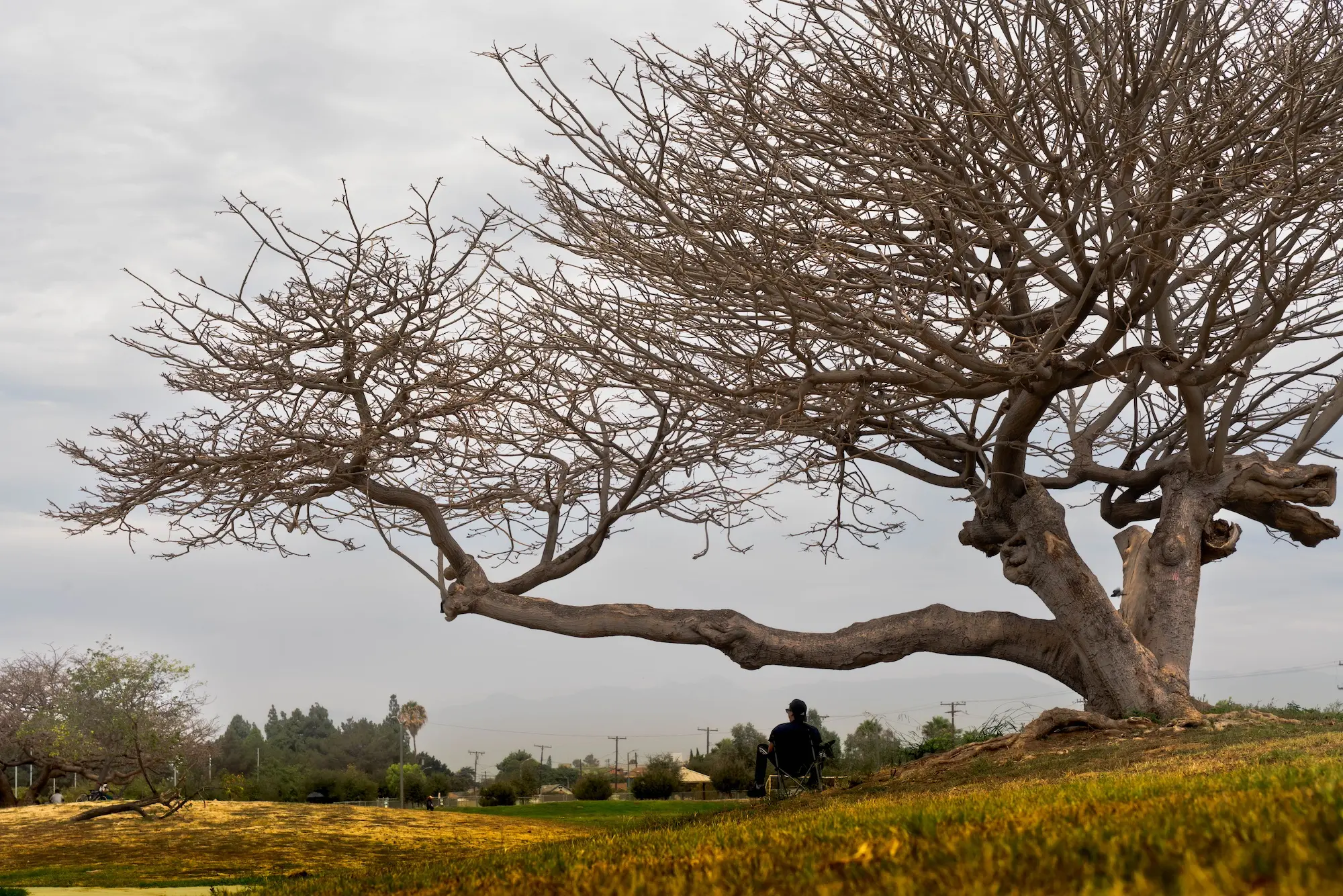 In a remote part of Magic Johnson Park, a man sits alone under a leafless Moreton Bay fig tree.