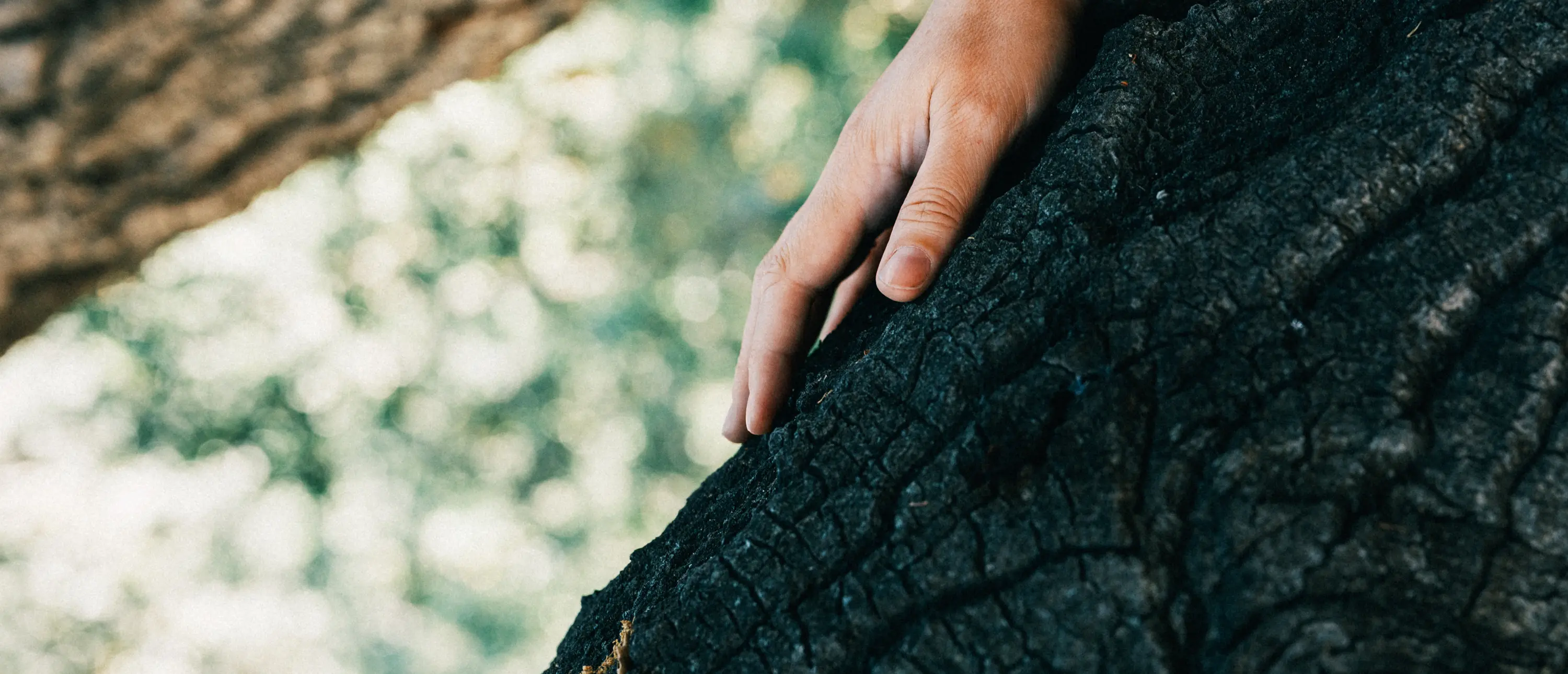 A close-up of a hand reaching down to touch the dark, textured bark of a large tree branch