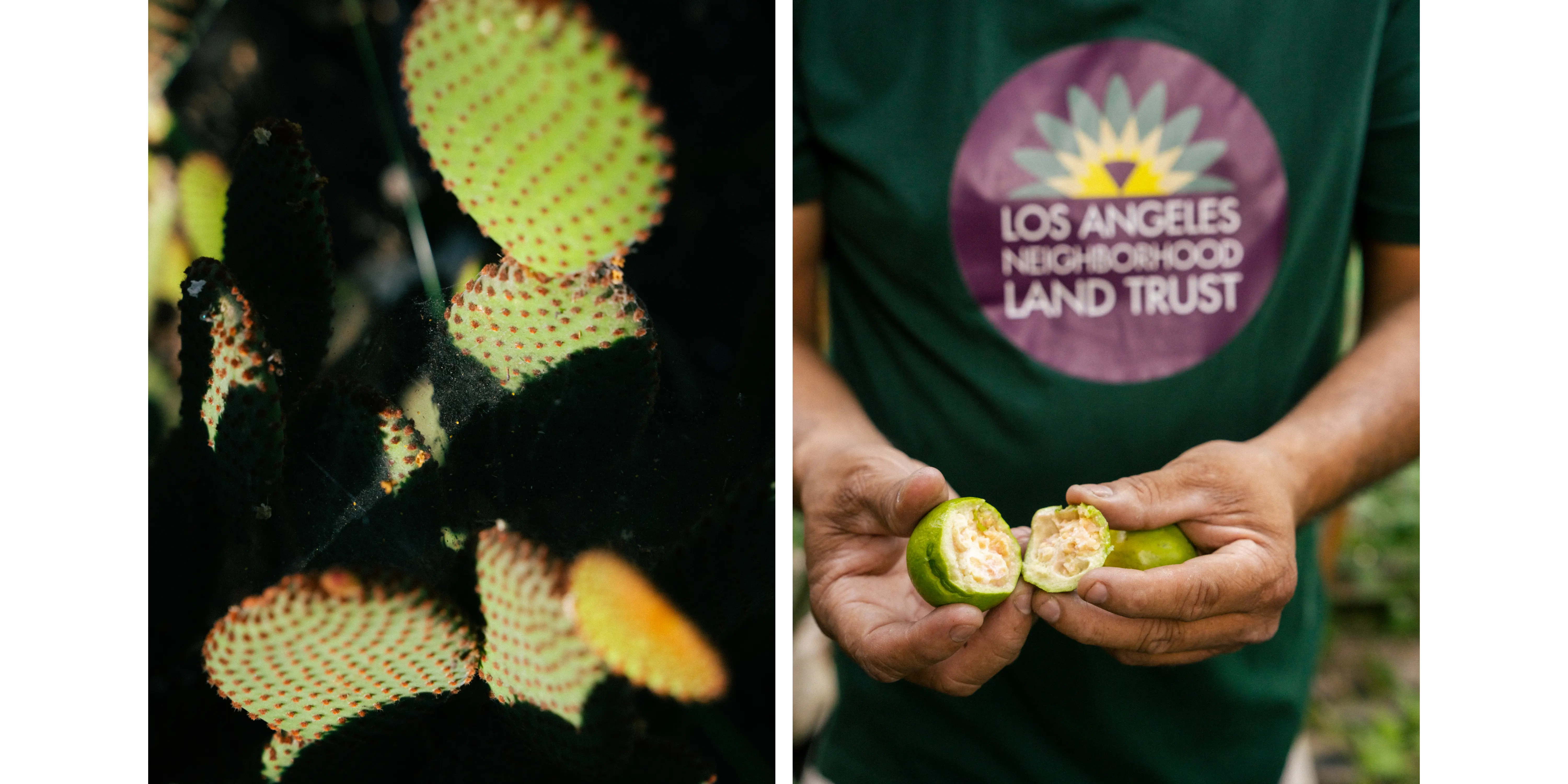 A close up of cacti, and a man holding fruit grown in community garden.