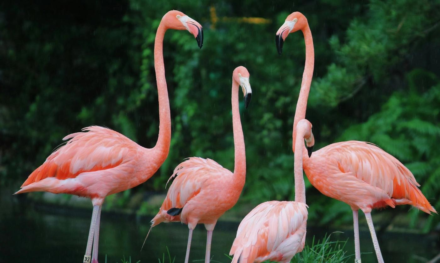 Flamingo-kolleksjonen