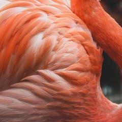 Nangi fine jewelry - orange apricot agate necklace in yellow gold