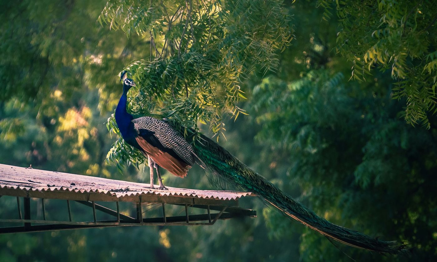 Peacock-kolleksjonen