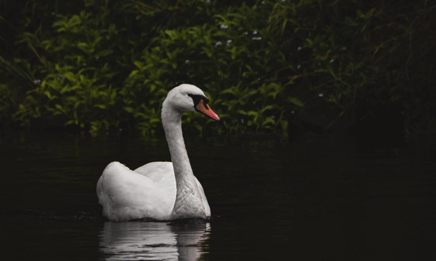 Swan-kolleksjonen