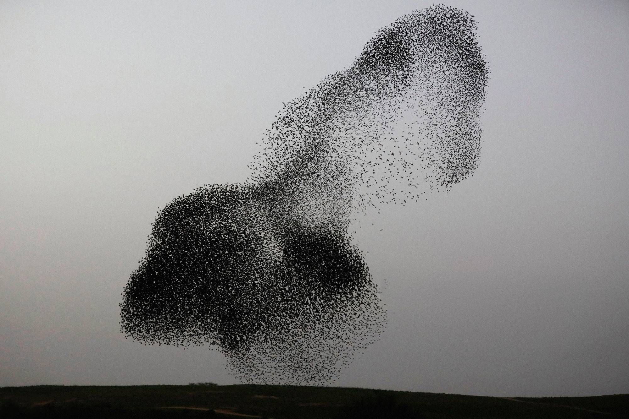 Migration von Staren