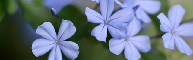 New Baby Flowers flower arrangements