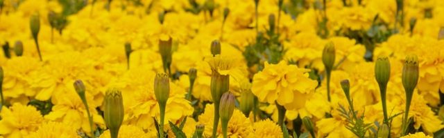 Graduation Flowers flower arrangements