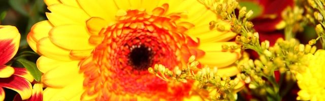 Get Well Flowers flower arrangements