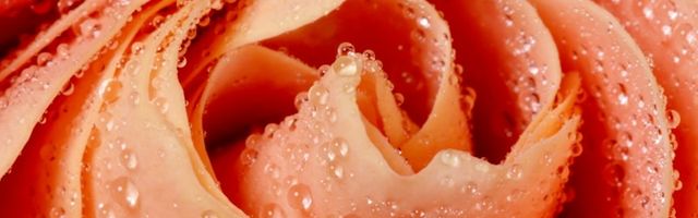 Anniversary Flowers flower arrangements