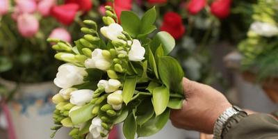 Expert flower quality assessment and evaluation process