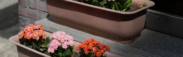 Housewarming Flowers flower arrangements