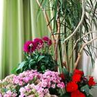 Serenata Flowers flower arrangement