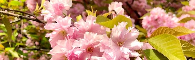 Mother's Day Flowers flower arrangements