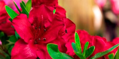 Professional service evaluation and customer experience testing