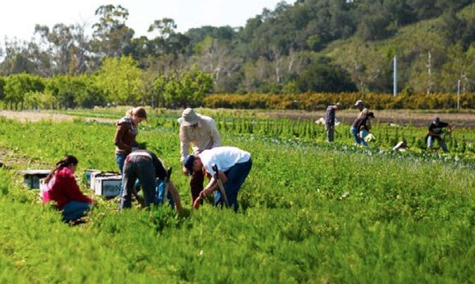 People in Agriculture Field