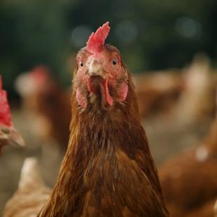 Healthy Flocks, Even When Housed