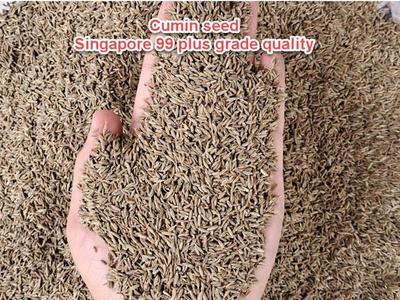 Cumin Singapore 99 Plus