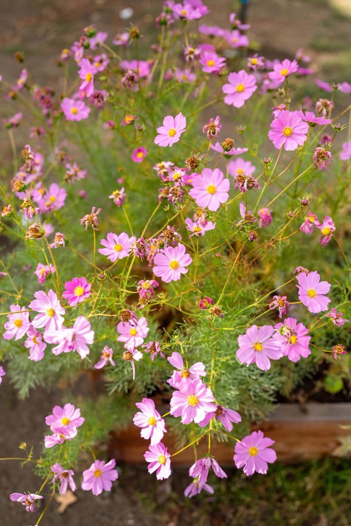 Pink flowers blooming in a community garden