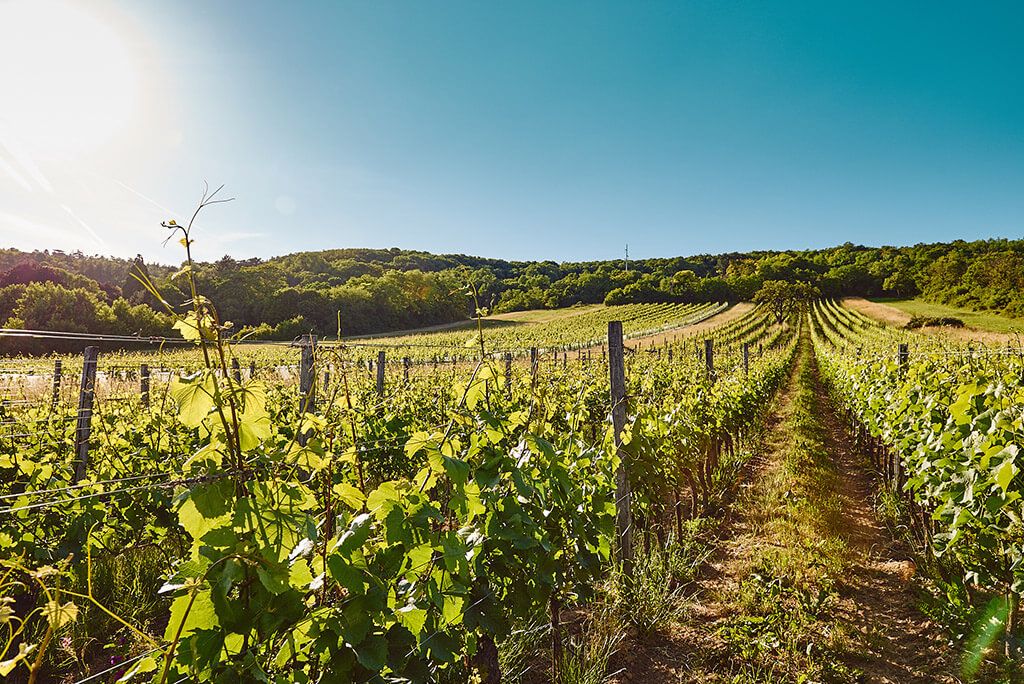 Leithaberg Weingut Erwin Tinhof