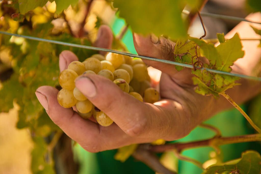 Neuburger - Weingut Erwin Tinhof