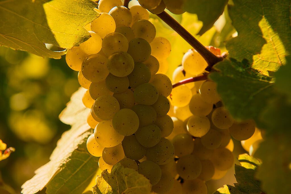 Neuburger - Weingut Erwin Tinhof