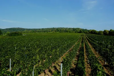 Ried Feiersteig Weingut Erwin Tinhof