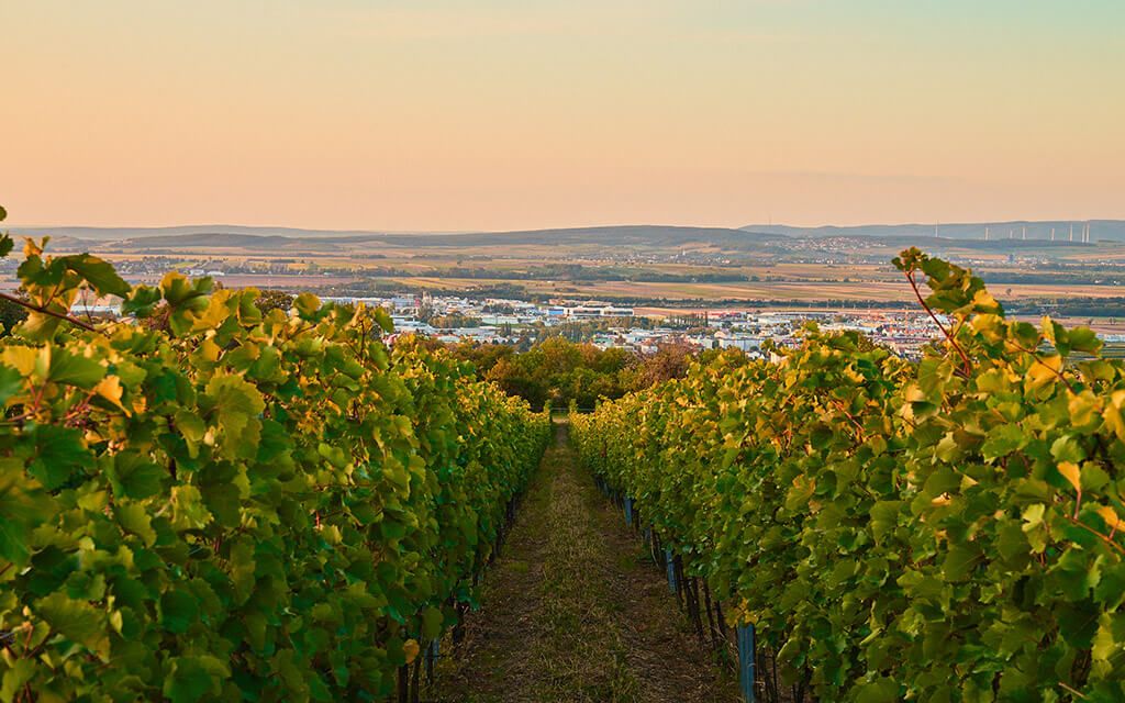 Leithaberg Weingut Erwin Tinhof