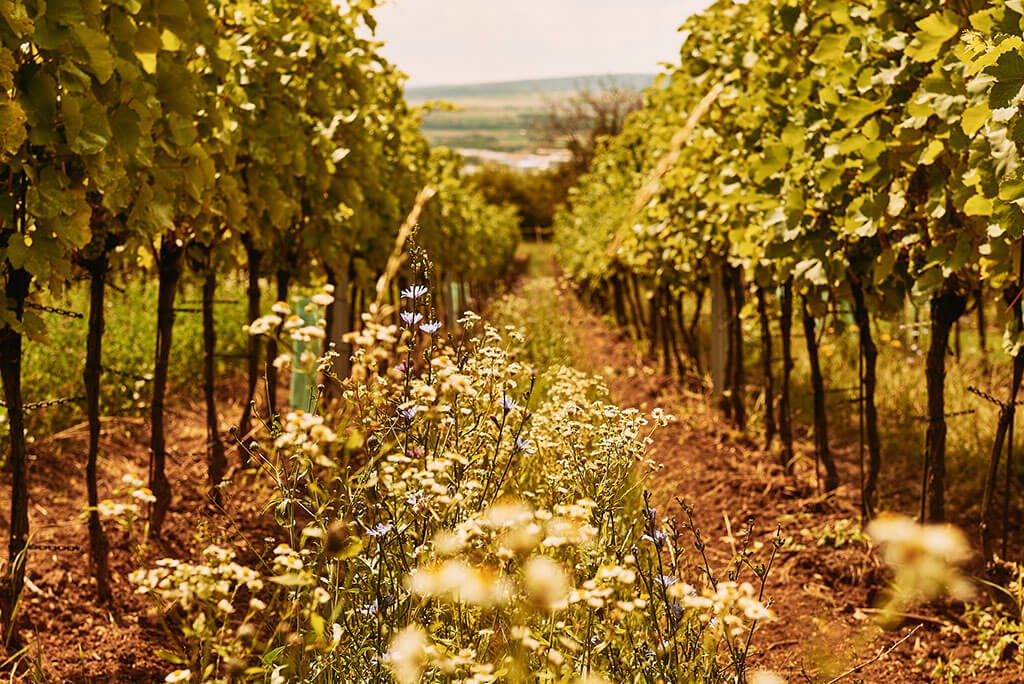 Weingut Erwin Tinhof - Philosophie