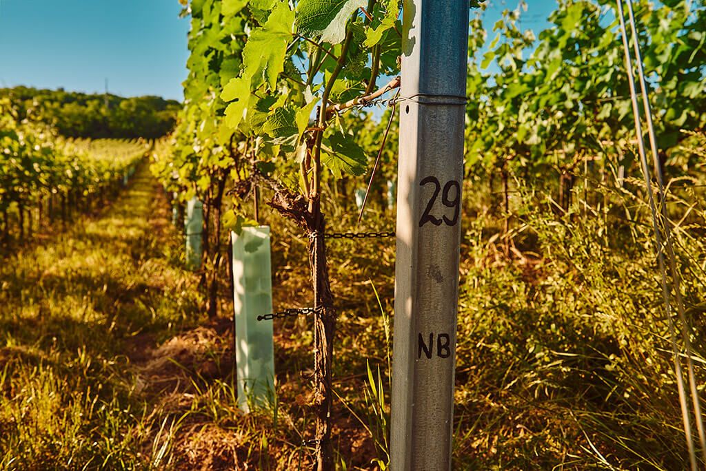 Neuburger - Weingut Erwin Tinhof
