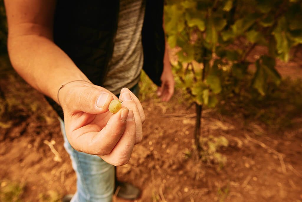 Weingut Erwin Tinhof - Neuburger