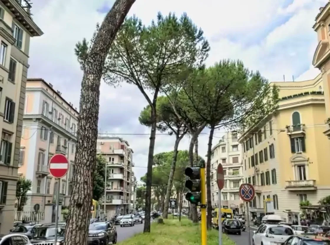 Corso Trieste, al via l’ancoraggio delle radici per cinque pini storici